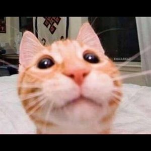 Meet your Posher, Roberto